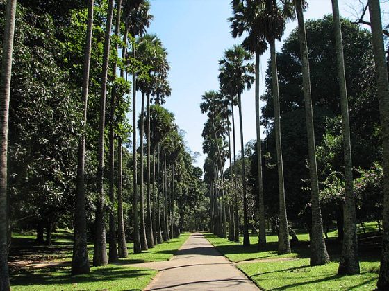 Peradeniya Botanical Gardens