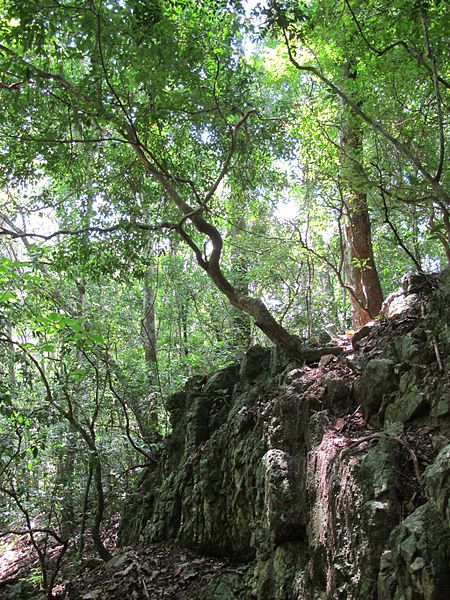 Udawattakele Forest Reserve