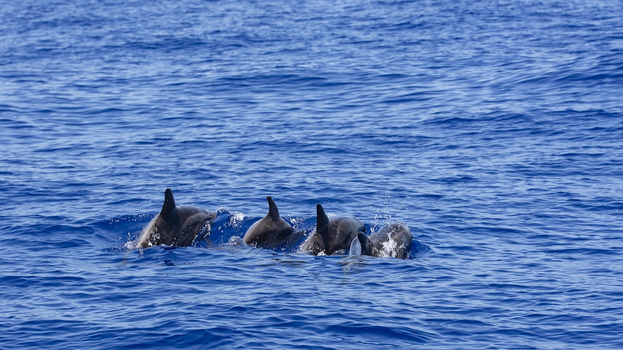 Observation des dauphins