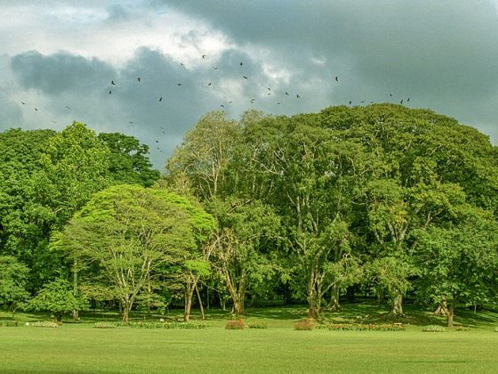 Royal Botanical Garden, Peradeniya