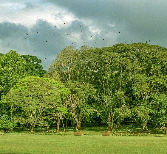 Royal Botanical Garden, Peradeniya