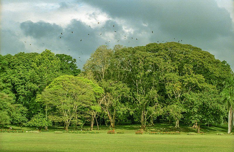 Royal Botanical Garden, Peradeniya