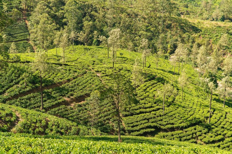 Tea Estates