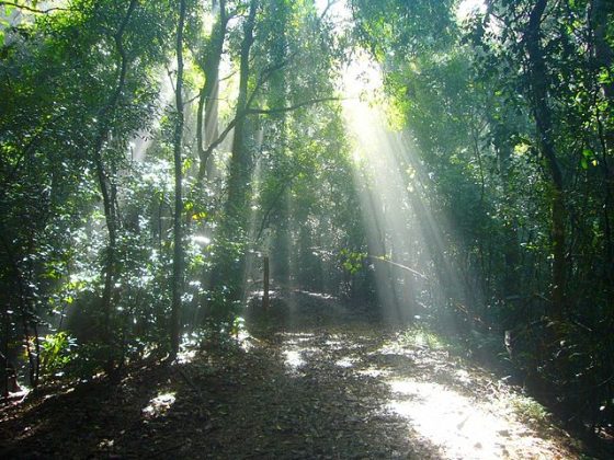 Udawattakele Forest Reserve