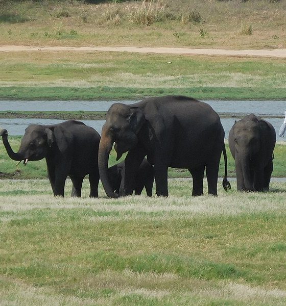 Minneriya National Park