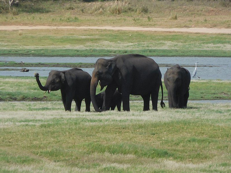 Parc national Minneriya