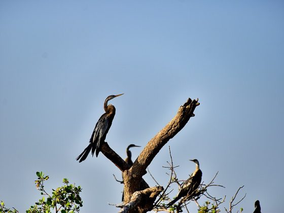 Indian_Darter_the_Kalametiya_Bird_Sanctuary