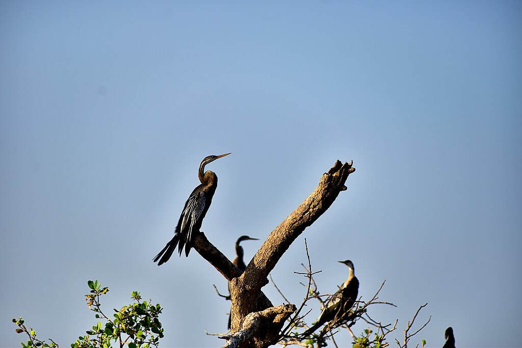 Indian_Darter_the_Kalametiya_Bird_Sanctuary