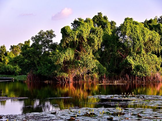 Kalametiya_Bird_Sanctuary_Reflections