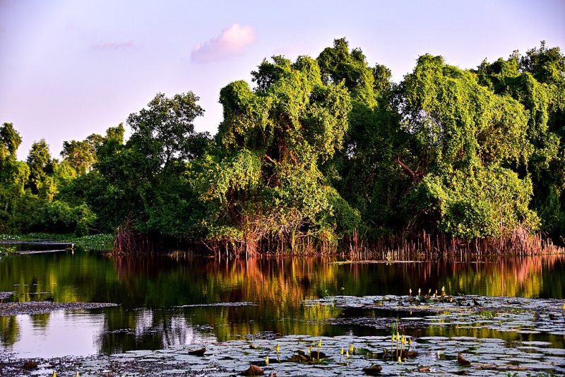 Kalametiya_Bird_Sanctuary_Reflections