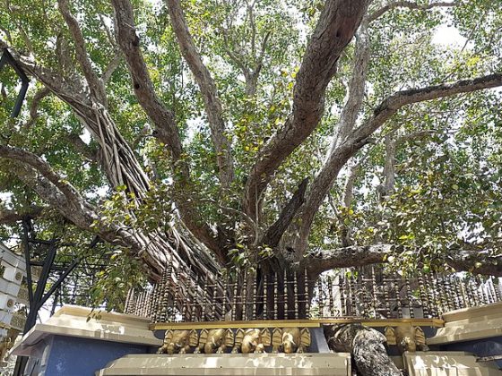 Kalutara Bodhi 