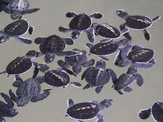 Kosgoda Turtle Hatchery