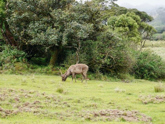 natural-photo-nature-wildlife