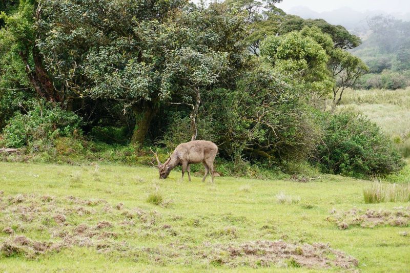 natural-photo-nature-wildlife