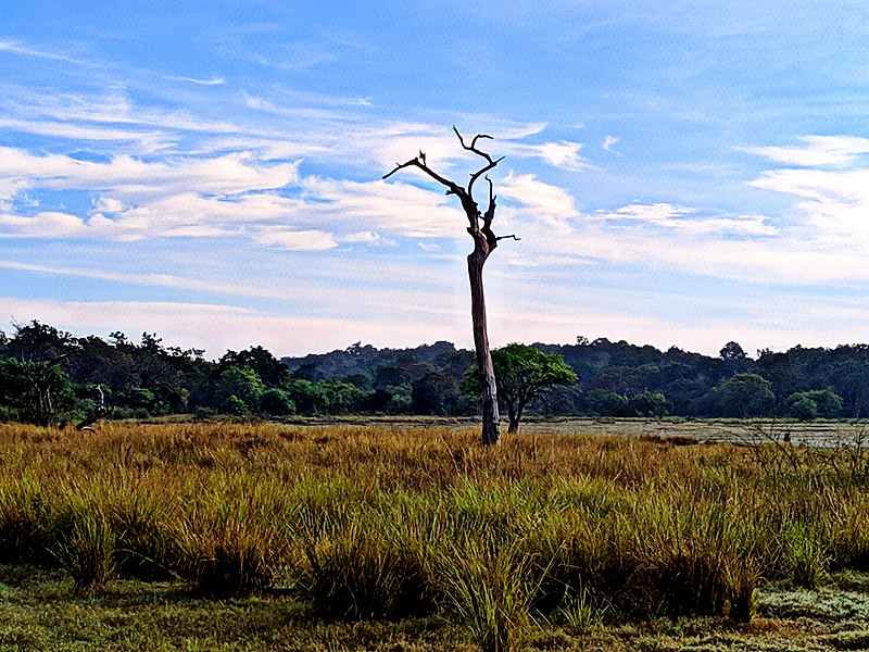 Minneriya National Park