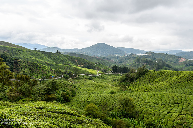 Cameron Highlands 