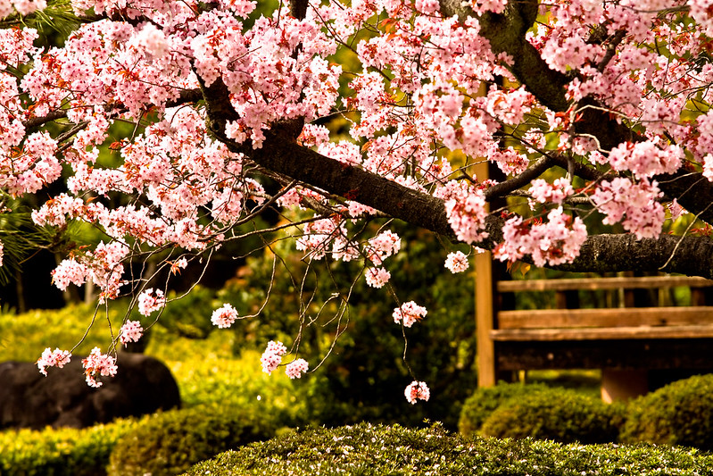 Springtime in Japan