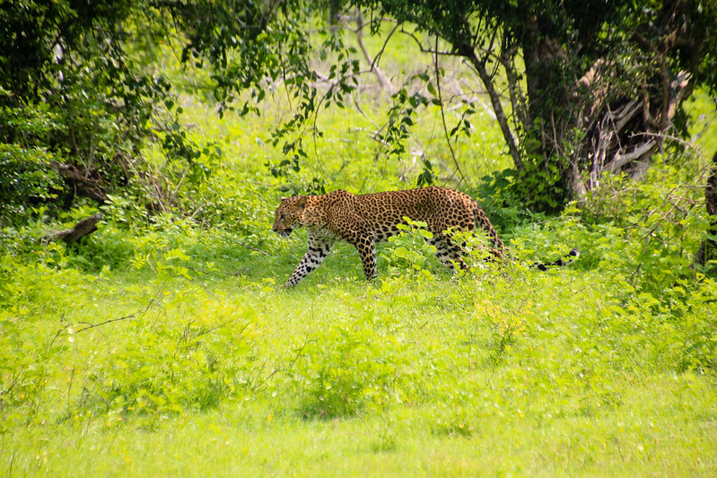 leopards 