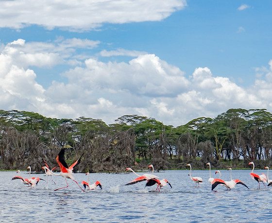 Lake Naivasha