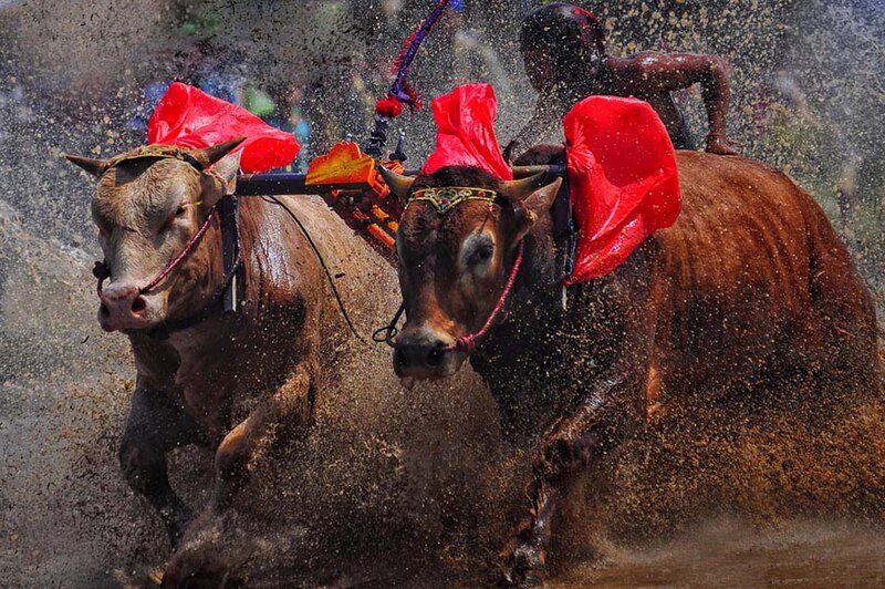 The Bull Races on Madura