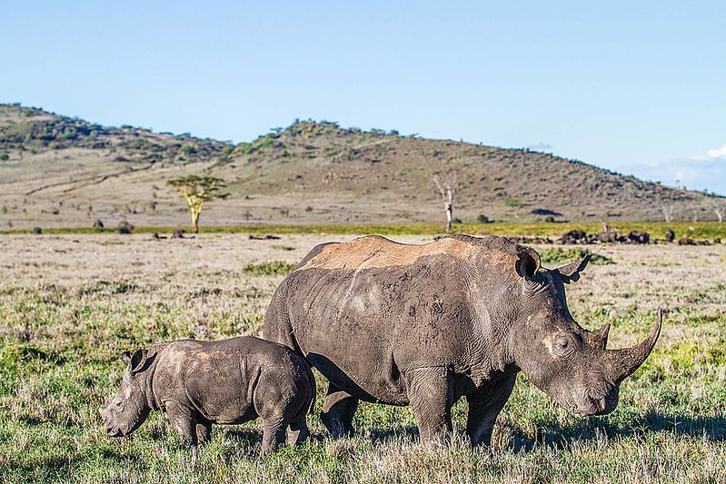 Lewa Wildlife Conservancy
