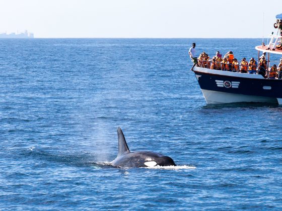 Whale Watching in Sri Lanka