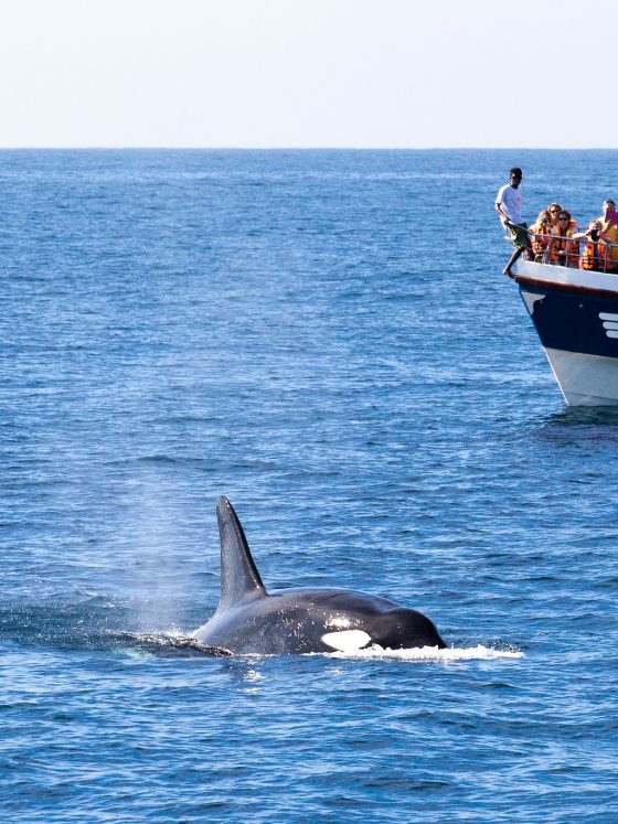 Whale Watching in Sri Lanka