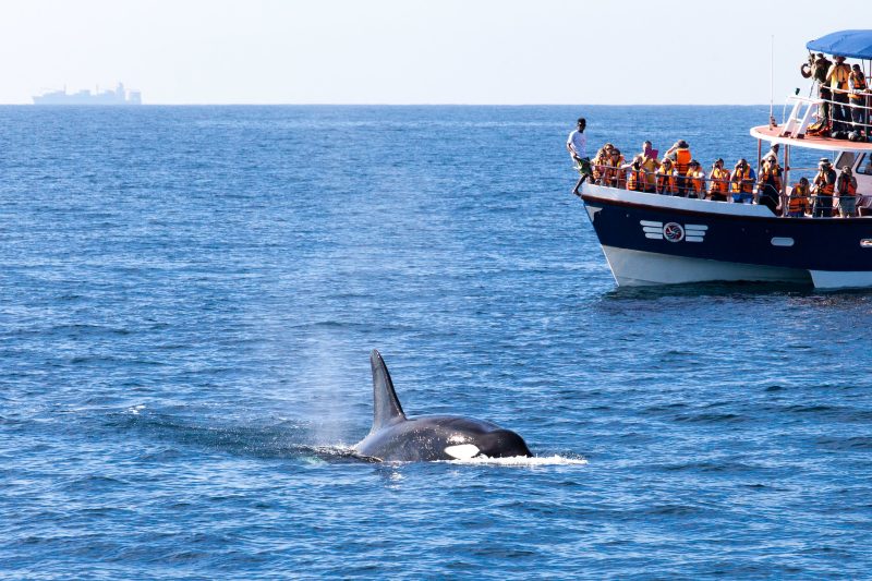 Whale Watching in Sri Lanka