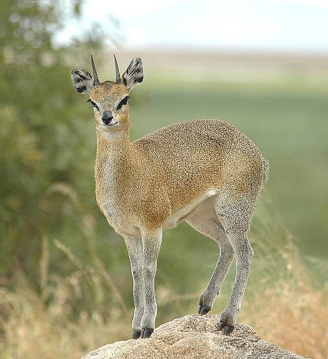 Klipspringer