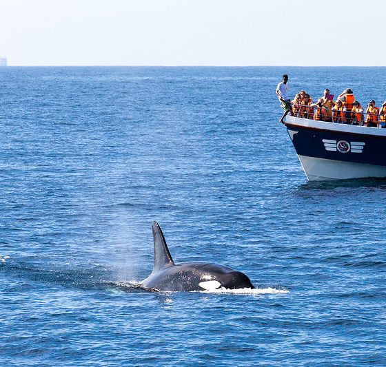 Whale Watching Mirissa
