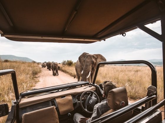 Safari Adventures