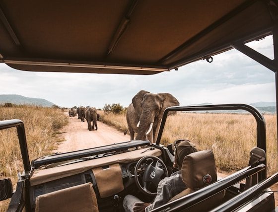 Safari Adventures