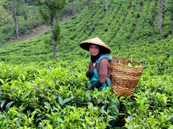 Tea_Estate_