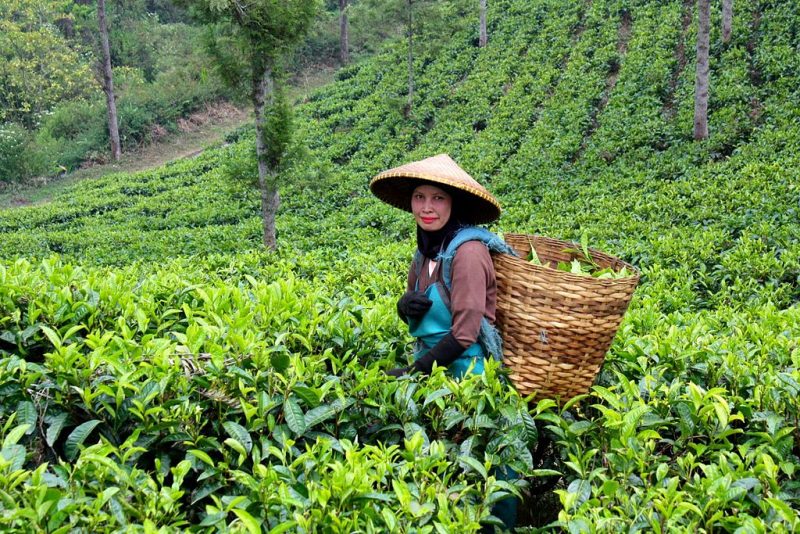 Tea_Estate_