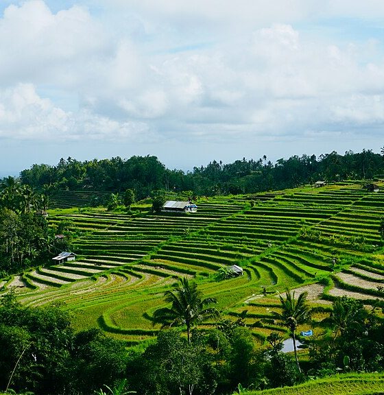 Rice_Terrace_in_Bali