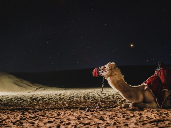 camel