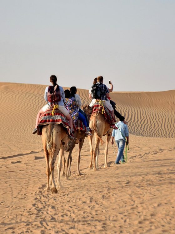 camels