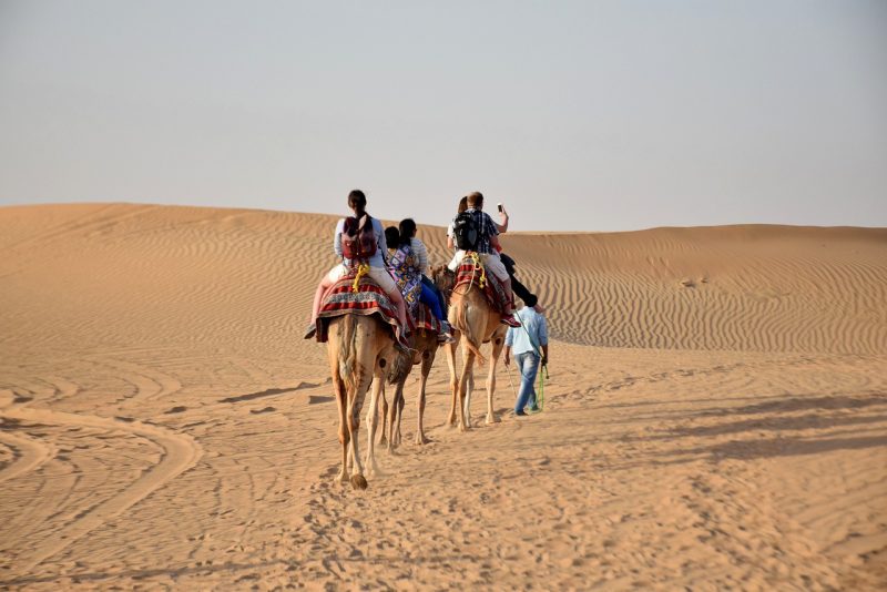 camels