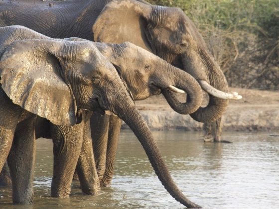 elephants
