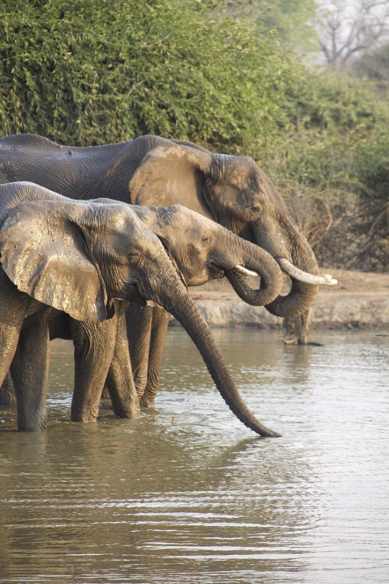 elephants