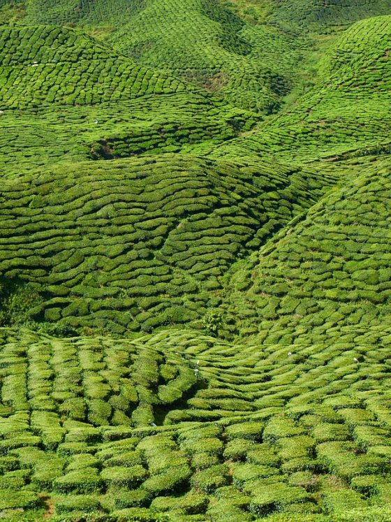 tea