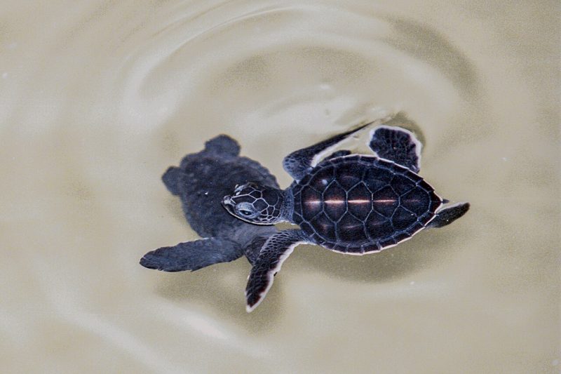 Kosgoda Turtle Hatchery