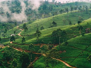 Nuwara-Eliya