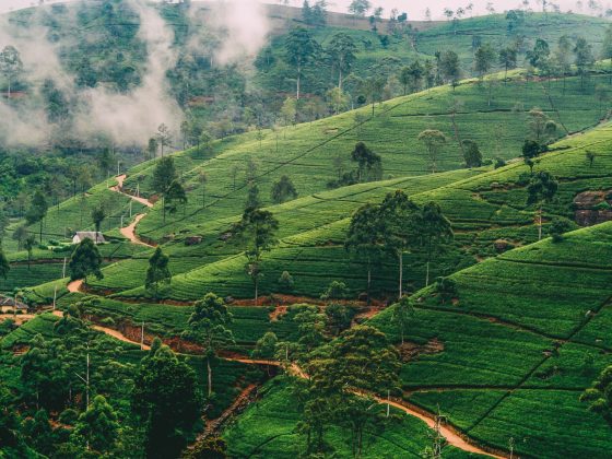 Nuwara-Eliya