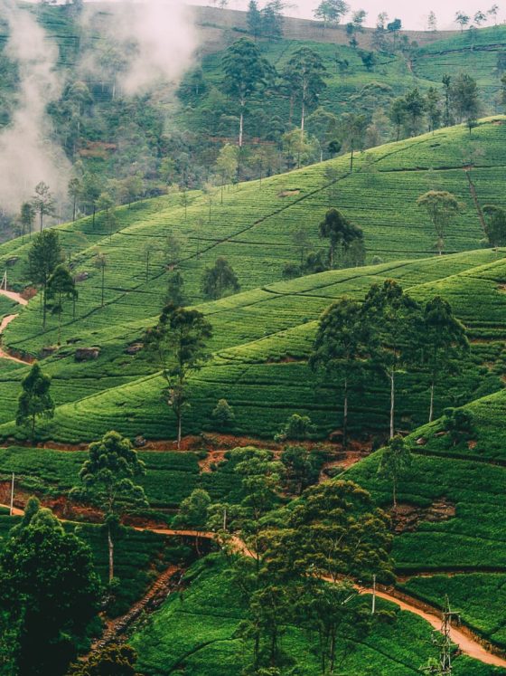 Nuwara-Eliya