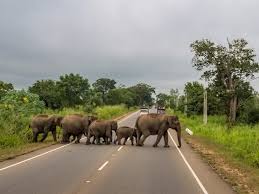 Habarana