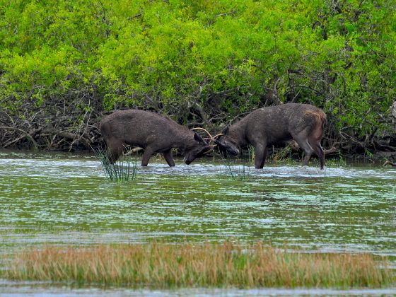 Yala National Park