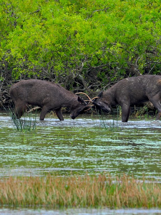 Yala National Park