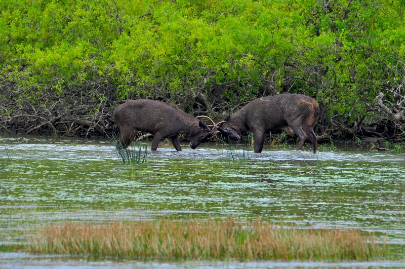 Yala National Park