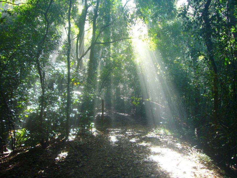 Udawattakele Forest scene